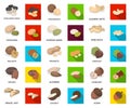 Different kinds of nuts cartoon,flat icons in set collection for design.Nut Food vector symbol stock web illustration. Royalty Free Stock Photo