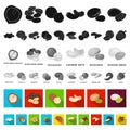 Different kinds of nuts flat icons in set collection for design.Nut Food vector symbol stock web illustration.