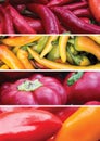 Different kinds of pepper collage