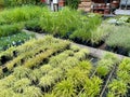 Different kinds of perennial plants and grasses in nursery. Royalty Free Stock Photo