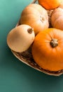 Different kinds of pumpkins in wicker basket colorful on dark green background. Thanksgiving fall harvest abundance concept