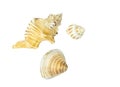 Different kinds of seashell on white background. Isolated close up image with clipping path around seashells Royalty Free Stock Photo