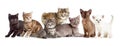 Different kitten or cats group Royalty Free Stock Photo