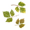 Different leaves of Glossy forest grape Royalty Free Stock Photo