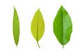 Different leaves on white Royalty Free Stock Photo