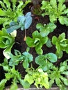 Different Lettuce Types Home Garden Royalty Free Stock Photo