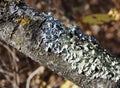 Lichen Growing On Fallen Tree Royalty Free Stock Photo