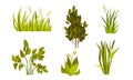 Different Lush Bushes and Grass with Reed Plant Vector Set Royalty Free Stock Photo