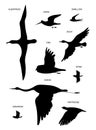 Birds. Vector outline drawing silhouette image set. Royalty Free Stock Photo