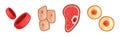 Different Microorganisms and Protozoa Cells as Microbiology Organism Vector Set