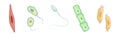 Different Microorganisms and Protozoa Cells as Microbiology Organism Vector Set