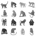 Different monkeys icons set monochrome