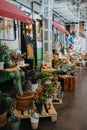 Different multicolored flourishing green cacti on flower market. Royalty Free Stock Photo