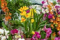 Different multicolored orchids background. Grow colorful flowers at home. The orchid is rare. Bright yellow pink flower.