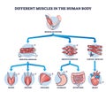 Different muscles in human body and muscular classification outline diagram Royalty Free Stock Photo