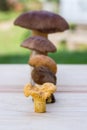Different mushrooms are in ascending order (cep, brown cap boletus, orange-cap boletus, paxil, chanterelle) Royalty Free Stock Photo