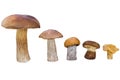 Different mushrooms are in descending order (cep, brown cap boletus, orange-cap boletus, paxil, chanterelle) Royalty Free Stock Photo