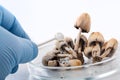 Different mushrooms in the laboratory. Fungal diseases Royalty Free Stock Photo
