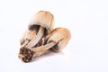 Different mushrooms in the laboratory. Fungal diseases Royalty Free Stock Photo