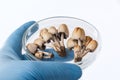 Different mushrooms in the laboratory. Fungal diseases Royalty Free Stock Photo
