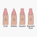 Different nail shapes. Fingernails forms for manicure. Vector. Royalty Free Stock Photo