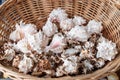 Different nature seashells in a basket. Nature background