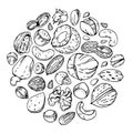 Different nuts and seeds. Round composition. Hand drawn outline vector sketch illustration