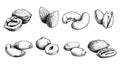 Different nuts set. Sketch style hand drawn nuts with nutshells. Walnut, pistachio, cashew, almond, peanut, hazelnut, etc.