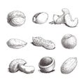 Different nuts set. Sketch style hand drawn nuts with nutshells. Walnut, pistachio, cashew, almond, peanut, hazelnut, brazil nut,