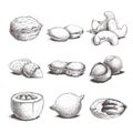 Different nuts set. Sketch style hand drawn nuts with nutshells. Walnut, pistachio, cashew, almond, peanut, hazelnut, brazil nut,