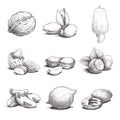 Different nuts set. Sketch style hand drawn nuts with nutshells. Walnut, pistachio, cashew, almond, peanut, hazelnut, brazil nut,