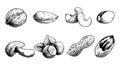 Different nuts set. Sketch style hand drawn seeds. Walnut, pistachio, cashew, almond, peanut, hazelnut, Brazil nut and pecan. Royalty Free Stock Photo