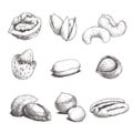 Different nuts set. Sketch style hand drawn nuts. Peeled and with nutshells. Walnut, pistachio, cashew, almond, peanut, hazelnut,