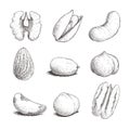 Different nuts set. Sketch style hand drawn seeds. Walnut, pistachio, cashew, almond, peanut, hazelnut, brazil nut, macadamia and Royalty Free Stock Photo