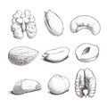 Different nuts set. Sketch style hand drawn seeds. Walnut, pistachio, cashew, almond, peanut, hazelnut, brazil nut, macadamia and Royalty Free Stock Photo