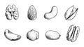 Different nuts set. Sketch style hand drawn seeds. Walnut, pistachio, cashew, almond, peanut, hazelnut, Brazil nut and pecan. Royalty Free Stock Photo