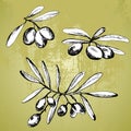 different olive branches Royalty Free Stock Photo