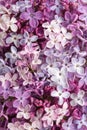 Different ÃÂolorful tiny flowers of Lilac as background. Flat lay. Top view Royalty Free Stock Photo