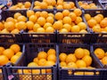 Different oranges on the store counter. Trade in fresh fruits Royalty Free Stock Photo