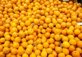 Different oranges on the store counter. Trade in fresh fruits. A lot of bright fruits in the supermarket Royalty Free Stock Photo