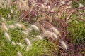 Different Ornamental Grasses Royalty Free Stock Photo