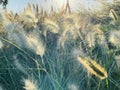 Different ornamental grasses in the garden.Chloris virgata Royalty Free Stock Photo