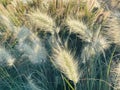 Different ornamental grasses in the garden. copy space Royalty Free Stock Photo