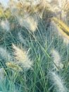 Different ornamental grasses in the garden. copy space Royalty Free Stock Photo