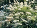 Different ornamental grasses in the garden. copy space Royalty Free Stock Photo