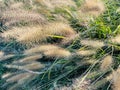 Different ornamental grasses in the garden. copy space Royalty Free Stock Photo