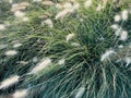 Different ornamental grasses in the garden. copy space Royalty Free Stock Photo