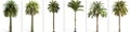 6 different palm tree, 3d model, white background, front view, side view, backview