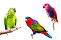 Different Parrots isolated on white background Royalty Free Stock Photo