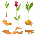 Different Parts Of Asian Curcuma Plant Vector Illustration Set